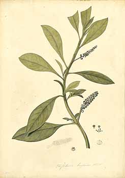 no HD illustration available (4)