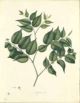 no HD illustration available (4)