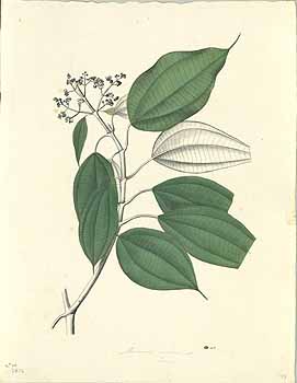 no HD illustration available (4)