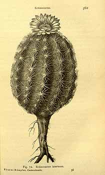 no HD illustration available (4)