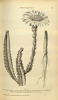 no HD illustration available (4)