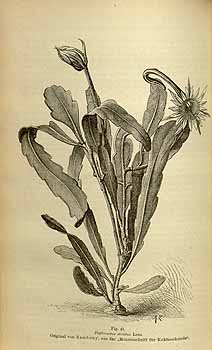 no HD illustration available (4)