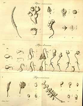 no HD illustration available (4)