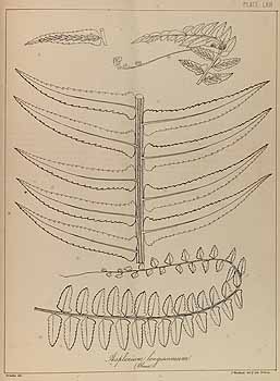 no HD illustration available (4)