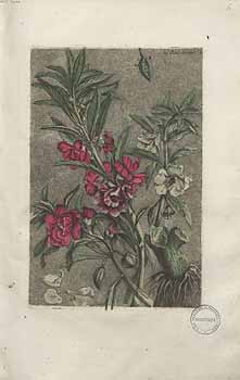 no HD illustration available (4)