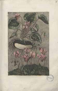 no HD illustration available (4)