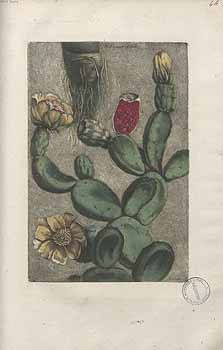 no HD illustration available (4)