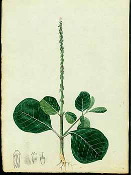 no HD illustration available (5) 