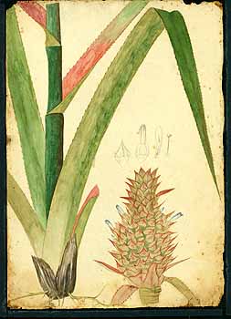 no HD illustration available (5) 