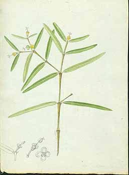 no HD illustration available (5) 