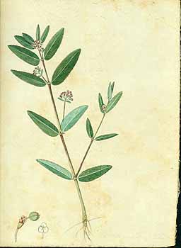 no HD illustration available (5) 