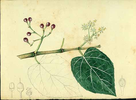 no HD illustration available (5) 