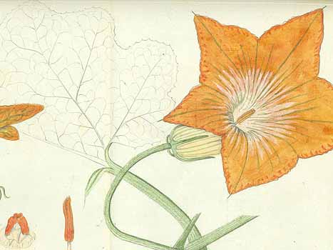 no HD illustration available (5) 