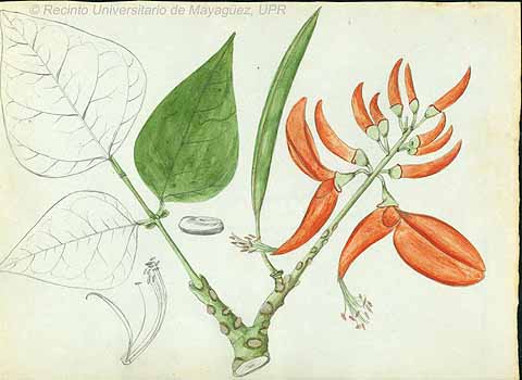 no HD illustration available (5) 