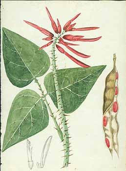 no HD illustration available (5) 