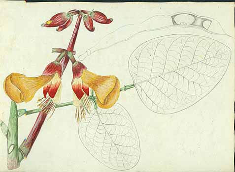 no HD illustration available (5) 