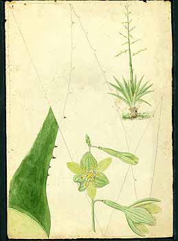 no HD illustration available (5) 