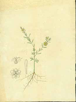 no HD illustration available (5) 