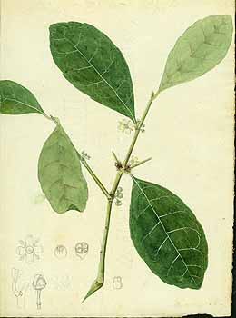 no HD illustration available (5) 