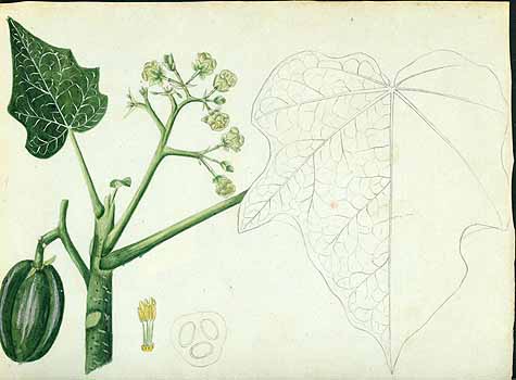 no HD illustration available (5) 