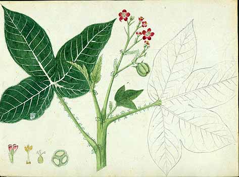 no HD illustration available (5) 