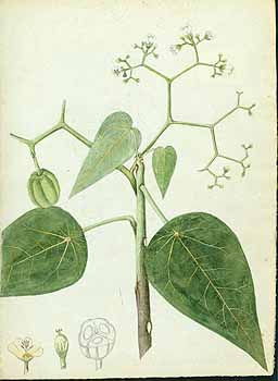 no HD illustration available (5) 