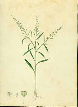 no HD illustration available (5) 