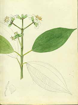 no HD illustration available (5) 