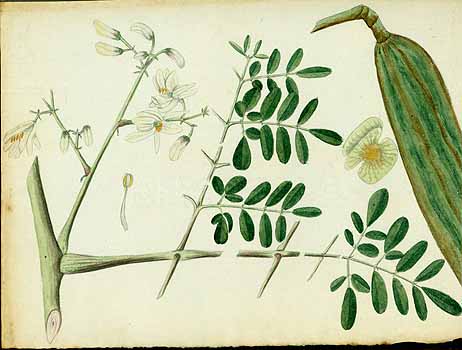 no HD illustration available (5) 