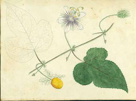 no HD illustration available (5) 