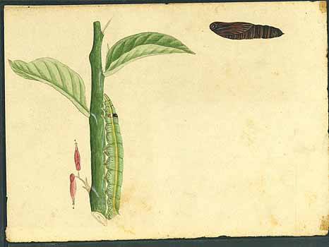 no HD illustration available (5) 