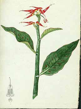 no HD illustration available (5) 