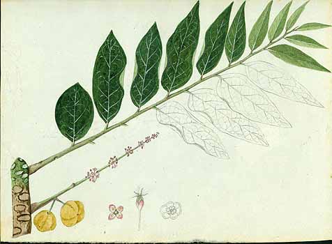 no HD illustration available (5) 