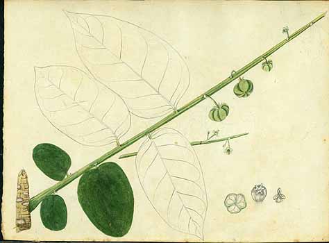 no HD illustration available (5) 