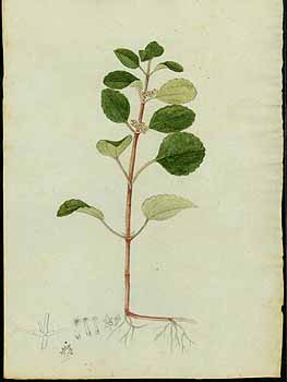 no HD illustration available (5) 