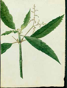 no HD illustration available (5) 