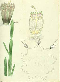 no HD illustration available (5) 