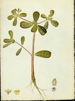 no HD illustration available (5) 