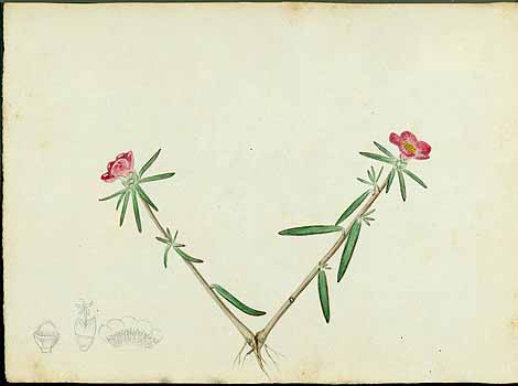 no HD illustration available (5) 