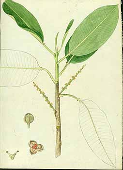 no HD illustration available (5) 