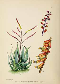 no HD illustration available (5) 