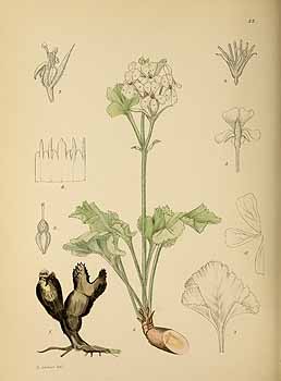 no HD illustration available (5) 