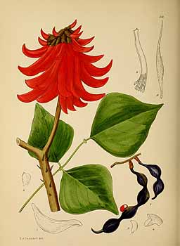 no HD illustration available (5) 