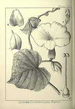 no HD illustration available (4)