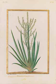 no HD illustration available (4)