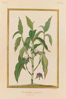 no HD illustration available (4)