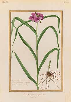 no HD illustration available (4)