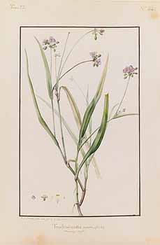 no HD illustration available (4)