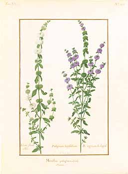 no HD illustration available (4)