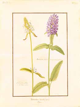 no HD illustration available (4)